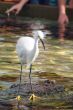 Watchful Crane Bird