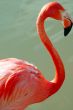 Flamingo Bird Closeup