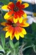 Yellow Red Flowers