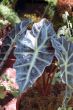 Leaf closeup