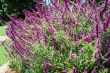 Salvia Bush with Flowers