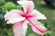 Pink Hibiscus Flower