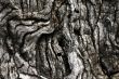 Bark texture