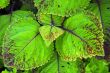 Green Leaves