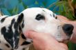 Dalmatian Pets