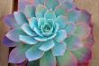 Succulent plant