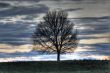 sunset landscape with tree silhouette