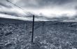  Australian Livestock Fence