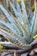 Spiny Aloe Plant