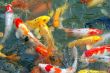 Colorful Koi Fishes in pond