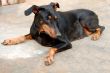 Doberman Pinscher Pet Dog