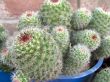 Cactus Plants