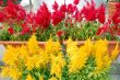 Red and Yellow Flowers