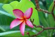 Pink Plumeria Flower