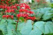 Red Elongated Flowering Plant