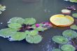 Pink Lotus Flower in bloom