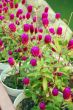 Paper Flower Plant in bloom