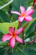 Pink Plumeria Flower