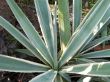 Spiny Aloe Succulent Plant