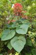 Red Elongated Flowering Plant in bloom