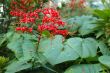 Red Elongated Flowers