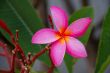 Pink Plumeria Flower Closeup