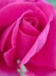 Pink Rose Closeup