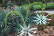 Pair of Flowering Aloe Succulent Plant