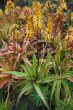 Yellow Flowering Aloe Succulent Plant