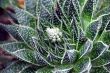 White Flowers on Aloe Succulent Plant