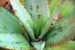 Closeup of Aloe Plant