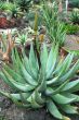 Aloe Succulent Plant Flowering