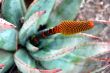 Closeup of Aloe Succulent Plant Flowering