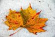 Canada Maple Leaf Fall Season