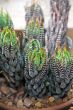 Aloe Succulent Plant Cluster