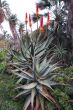 Aloe Succulent Plant Flowering Cluster