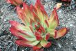 Red Green Aloe Succulent Plant