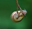 snail like a pendulum