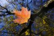 autumn leaf on the water