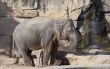 Asiatic elephant