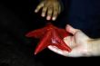 Woman Holding Starfish