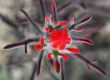 Wildflower in Desert