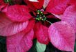 Poinsettia Red Flowers on Christmas