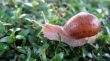 Snail Crawling on grass