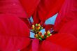 Poinsettia Red Flowers on Christmas