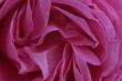 Pink Rose Petals Closeup