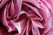 Pink Rose Petals Closeup