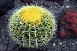 Cactus Echinocactus grusonii