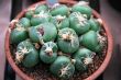 Lithops with pink flower