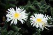 Lithops with white flowers